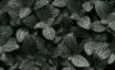 Tapety na plochu - Leaf Shrub