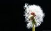 Tapety na plochu - Dandelion Macro