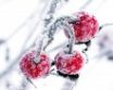 Tapety na plochu - Winter Fruits