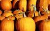 Tapety na plochu - Pumpkins