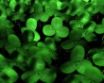 Tapety na plochu - Green Clover