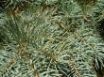 Tapety na plochu - Natures Needle