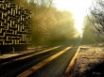 Tapety na plochu - Forest Way