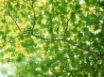 Tapety na plochu - Green Roof