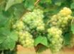 Tapety na plochu - Folle Grapes