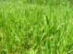 Tapety na plochu - Green Summer