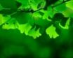 Tapety na plochu - Green Shadow