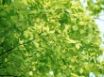 Tapety na plochu - Natural Green