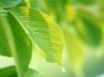 Tapety na plochu - Green life