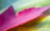 Tapety na plochu - Pink leaf
