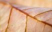 Tapety na plochu - Brown leaf