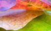 Tapety na plochu - Nice leaf