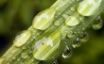 Tapety na plochu - Water on plants