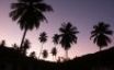Tapety na plochu - Twilight palms