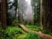 Tapety na plochu - Fallen Nurse Log