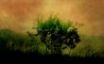 Tapety na plochu - Stars and a bush