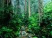 Tapety na plochu - Webb Creek