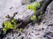 Tapety na plochu - Moss on tree