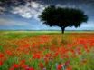 Tapety na plochu - Red poppy field