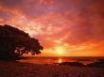 Tapety na plochu - Sunset and trees