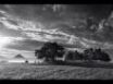 Tapety na plochu - Greyscale trees