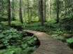 Tapety na plochu - Forest trail