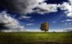 Tapety na plochu - Lonely tree
