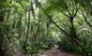 Tapety na plochu - Jungle Walk