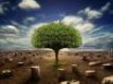 Tapety na plochu - Isolated fruit tree