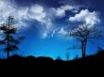 Tapety na plochu - Tree silhouettes