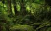 Tapety na plochu - Lush vegetation
