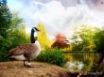 Tapety na plochu - Duck and the lake
