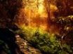 Tapety na plochu - River bathed in sun