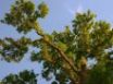 Tapety na plochu - Imposing tree