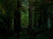 Tapety na plochu - Dark forest
