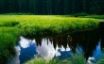 Tapety na plochu - Meadow Forest