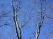 Tapety na plochu - Arms in Blue