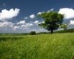 Tapety na plochu - Landscape Tree