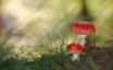 Tapety na plochu - Mushrooms