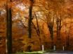 Tapety na plochu - Golden Forest