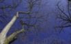 Tapety na plochu - Crown in Blue