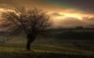Tapety na plochu - Country Tree Hill