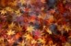 Tapety na plochu - Red Leafs