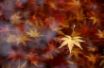 Tapety na plochu - Dead Leafs