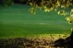 Tapety na plochu - Green Grass