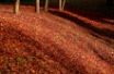 Tapety na plochu - Leaf Blanket