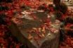 Tapety na plochu - Red Leafs Scenery