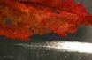 Tapety na plochu - Red Tree