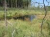 Tapety na plochu - Vegetation