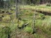 Tapety na plochu - Forest Vegetation